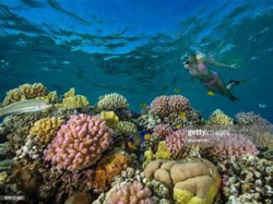 snorkeling in the Red Sea-Hurghada-Soma Bay-Marsa Alam-Sharm El-Sheikh-Africa
