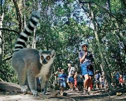 Madagascar lemurs tourism-Africa
